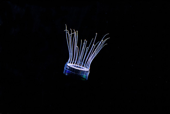 Solmaris - 1