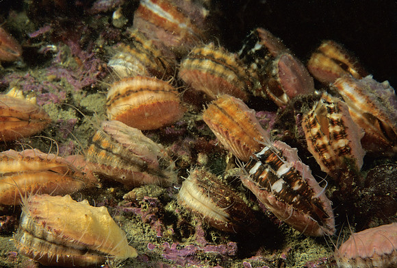 Spiny Scallops
