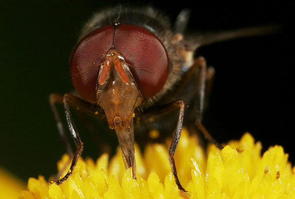 Blow Fly - 1