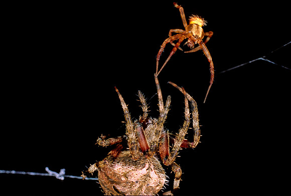 Orbweaving Spider Pair - 1