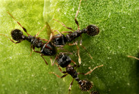 Pavement Ants