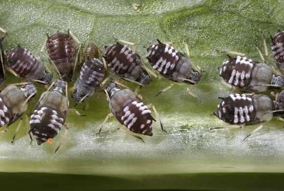 Aphids - 8