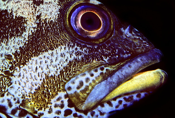 Gopher Rockfish - 1