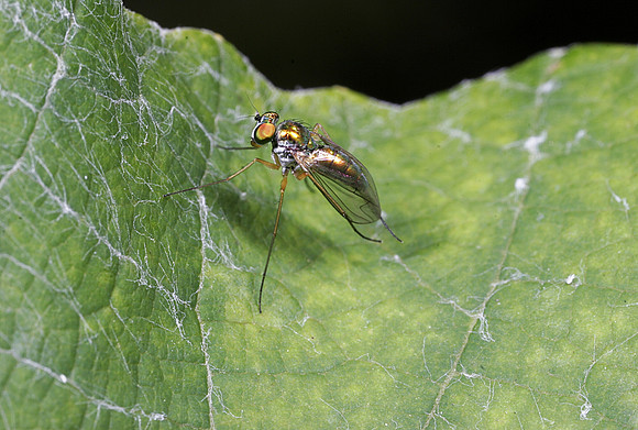 Long-legged Fly - 4