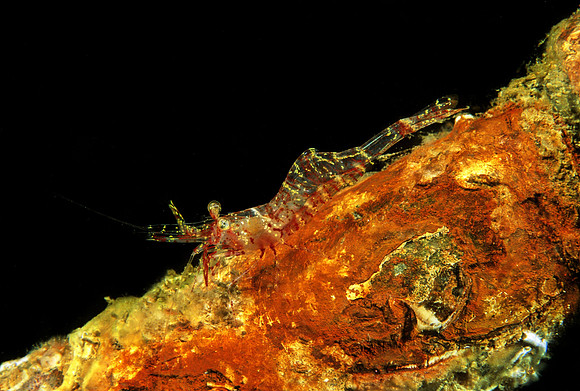 Threespine Shrimp