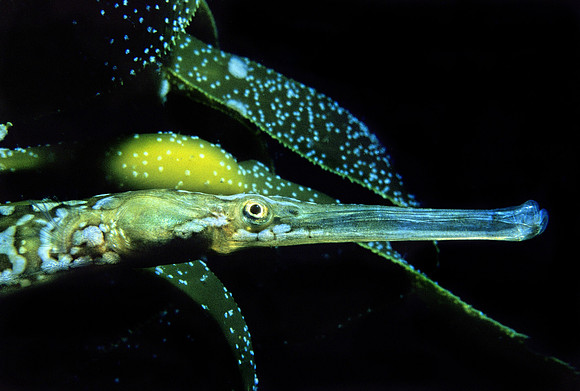 Kelp Pipefish