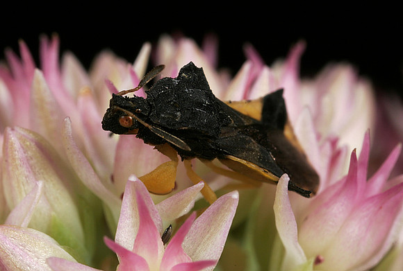 Ambush Bug - 1