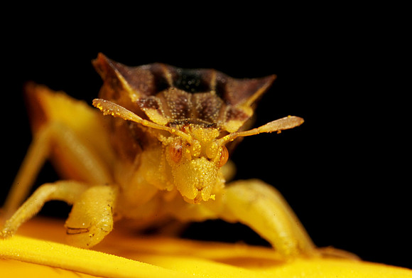 Ambush Bug - 9