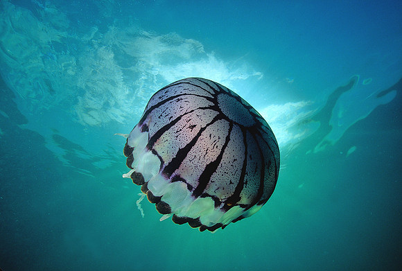 Purple-stripe Jelly - 4