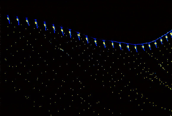 Siphonophore Tentacles
