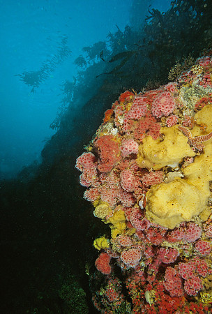 Kelp Forest Wall - 13