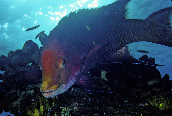 Mexican Hogfish - 2