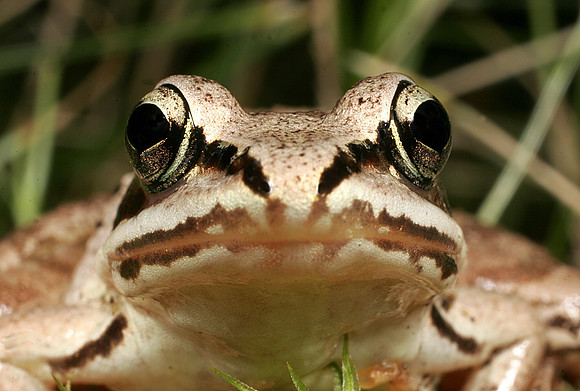 Wood Frog - 2