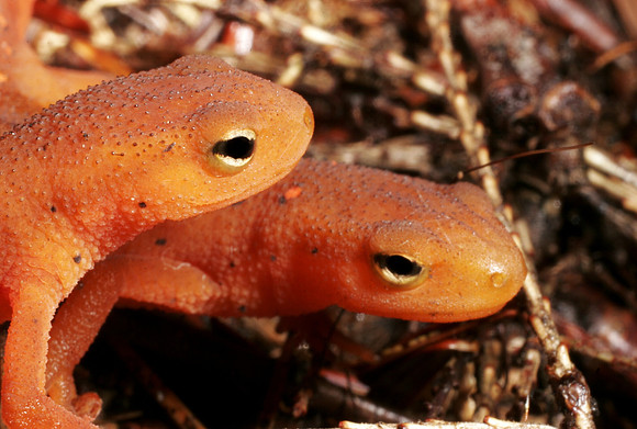 Red Efts - 4