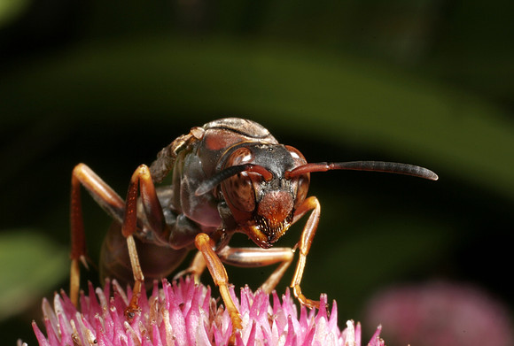 Paper Wasp - 2