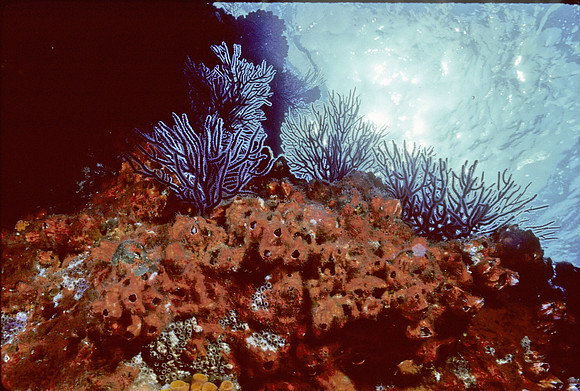 Los Islotes Reef-3