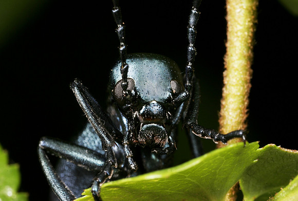 Short-winged Blister Beetle - 10