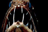 Fangtooth - 2