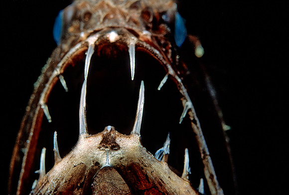 Fangtooth - 2