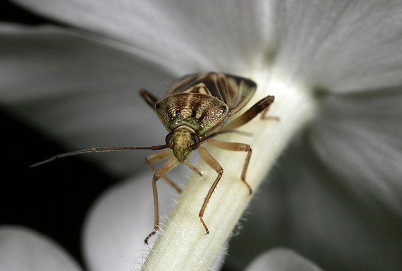 Plant Bug - 2