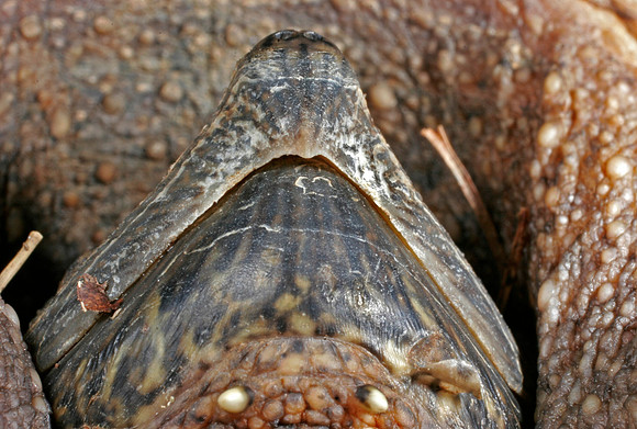 Snapping Turtle - 4