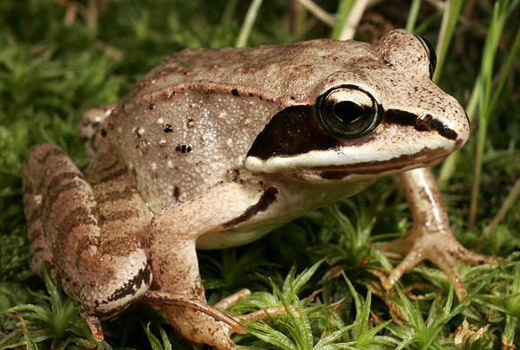 Wood Frog - 4
