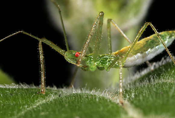 Assassin Bug Nymph - 2