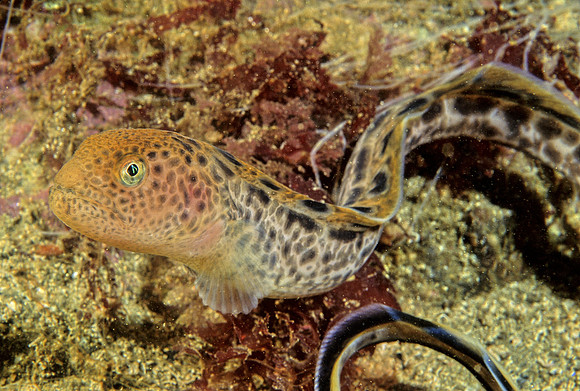 Juvenile Wolf-eel - 1