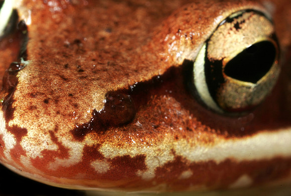 Wood Frog - 8