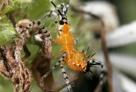 Assassin Bug Nymph - 7