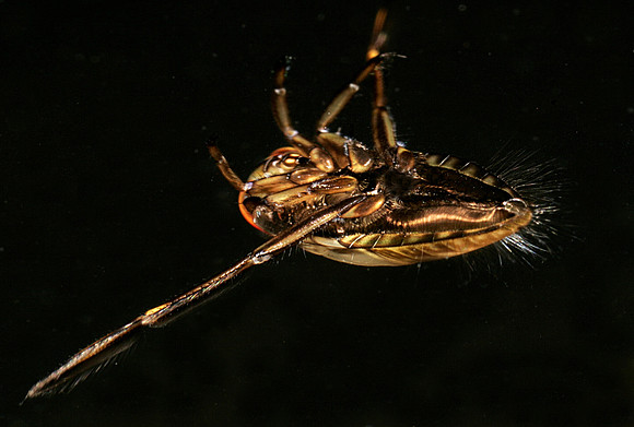 Backswimmer