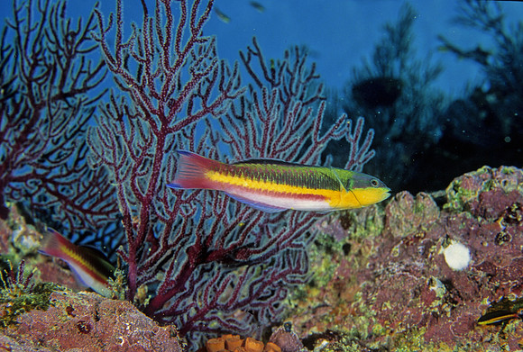 Rainbow Wrasse
