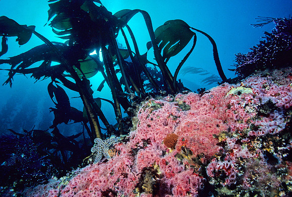 Kelp Forest Reef - 11
