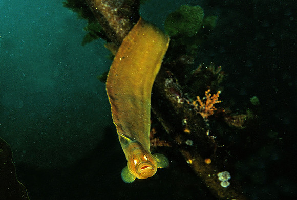 Penpoint Gunnel