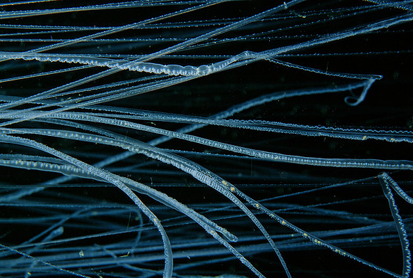 Egg-yolk Jelly Tentacles - 2