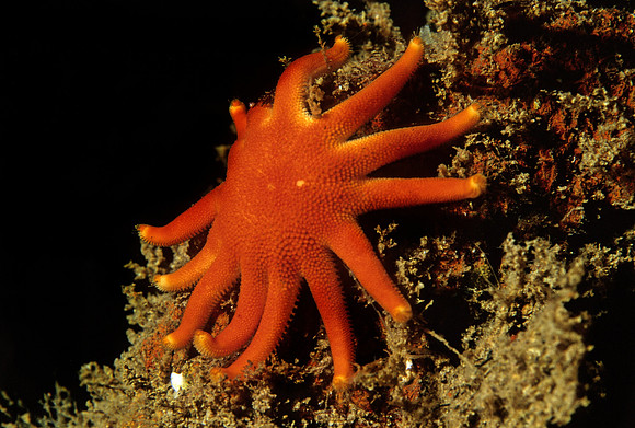 Sun Star