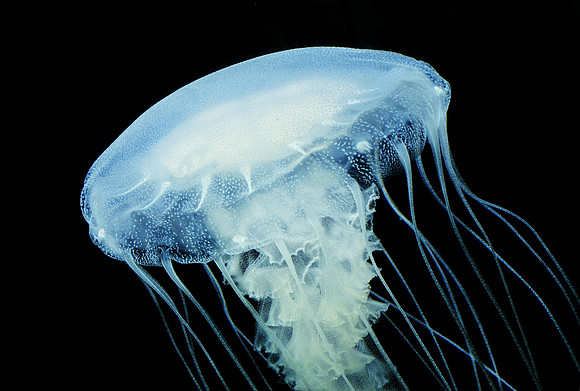 Atlantic Sea Nettle - 2