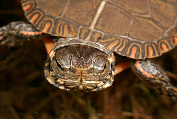 Painted Turtle Hatchling - 3