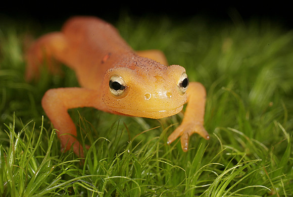 Red Eft Crawling - 4