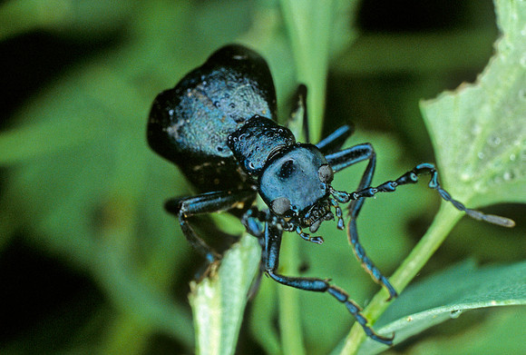 Short-winged Blister Beetle - 1