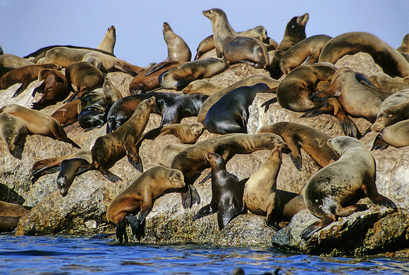 Sea Lions - 5