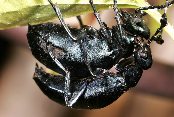 Short-winged Blister Beetle - 6