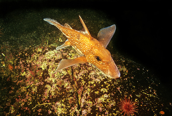 Ratfish - 1