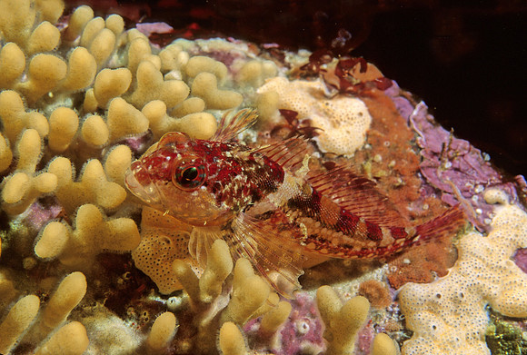 Snubnose Sculpin - 1