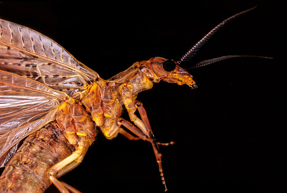 Dobsonfly - 1