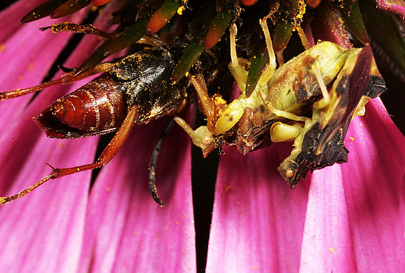 Ambush Bugs with Prey - 3