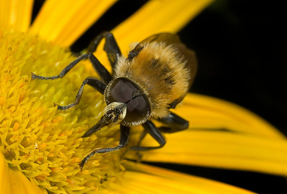 Narcissus Bulb  Fly - 1