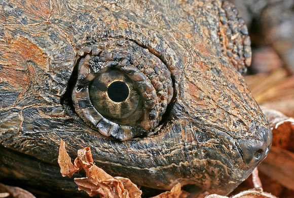 Snapping Turtle - 1