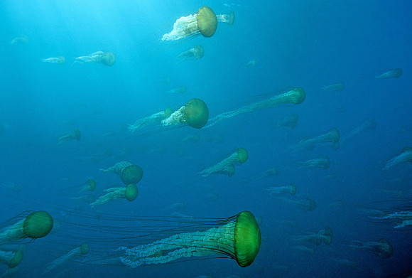 Sea Nettle Swarm - 5