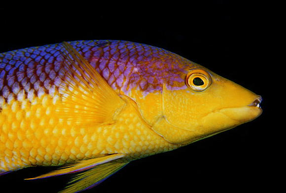 Spanish Hogfish